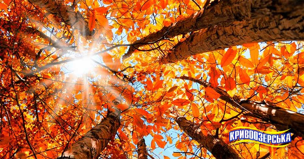 Прев'ю картинка для новини - Щасливих осінніх пікніків з Кривоозерської!